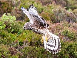 Hhs In Bb Time For The Royals To Speak Out Birds Of Prey Birds Animals