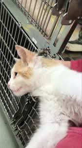 Washington county, tn animal shelter. Portage Animal Protective League Home Facebook