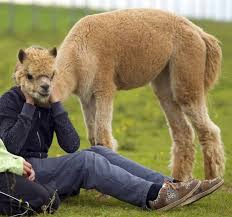 مجموعه اخرى من صور حيوانات جميله و مضحكه عاليه الوضوح Funny Optical Illusions Funny Llama Funny Animals