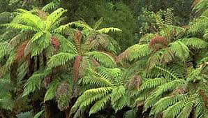 Image result for Grammitis