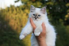 Sacre De Birmanie Blue Tabby Point Sacre De Birmanie Chat Sacre De Birmanie Sacre De Birmanie Chaton