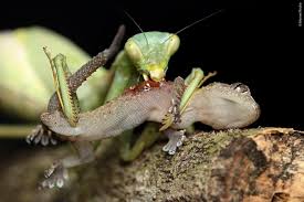 We did not find results for: What Do Praying Mantis Eat Praying Mantis Diet Eating Habits Praying Mantis