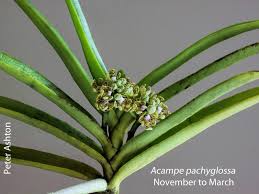 Image result for Orthochilus holubii