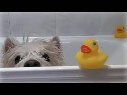Romeo S Bath Time Westie Senior Dog Pet Cute Funny Happy Bathing Shower Westie Dogs Westies Dog Bath