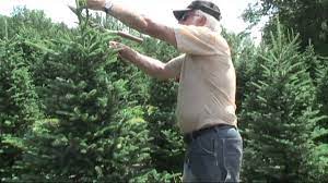 Maybe you would like to learn more about one of these? Christmas Tree Trimming Lesson Mov Youtube