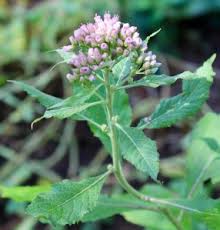 Image result for Pluchea