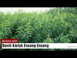 Ketika mau olah tanah orok orok ditebang dan biomassanya dibenamkan di sawah untuk jadi pupuk. Cara Menanam Benih Orok Orok Enceng Enceng Kartok Klorotalalia Youtube