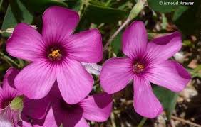 Image result for Oxalis debilis