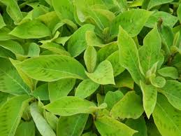 Image result for Persicaria strigosa