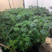 884f66d3 9536 4913 81c7 2f419e86b181 Jpeg Plants Vegetation Image