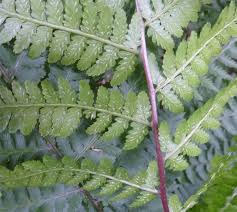 Image result for Athyrium
