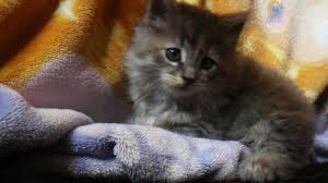 We have a number of male and female baby kittens available for sale. Free Cute Kitten For Sale In Isanti Minnesota Classified Americanlisted Com