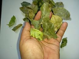 Manfaat daun gaharu yang digunakan dalam masyarakat. Jual Teh Herbal Penyakit Jantung Daun Gaharu Aquilaria Malaccensis Paket 100 Gram Di Lapak Makrifatbusiness Bukalapak