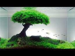 Tutorial Bonsai Tree Aquascaping Youtube Live Aquarium Plants Aquascape Aquarium Planted Aquarium