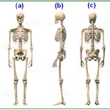 The human body is made up of several organ systems that work together as one unit. Bone Structure Anatomy Anatomy Drawing Diagram