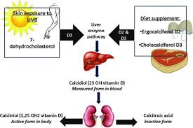 Vitamin D And The Skin Focus On A Complex Relationship A