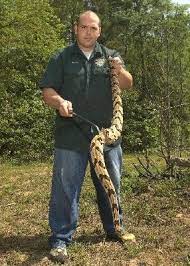 Largest Copperhead On Record Timber Rattlesnake Reptile Snakes Deadly Animals Cool Snakes