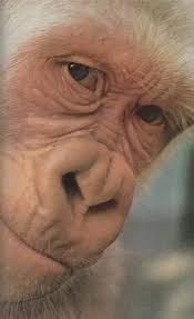 🦍I Love Gorillas🦍 ©️