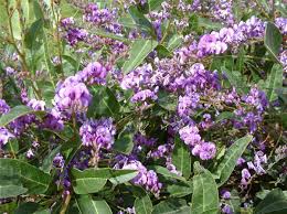 Image result for Hardenbergia