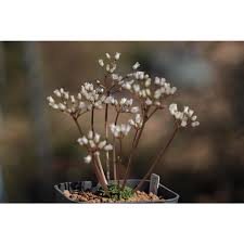 Image result for Dipcadi rigidifolium