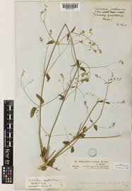 Image result for Psilotrichum