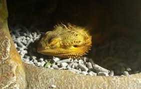 Why Do My Bearded Dragons Look Dead When They Sleep Reptile Jam