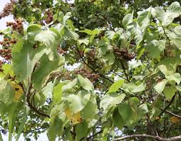 Image result for Melochia