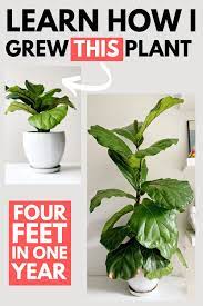 The Ultimate Fiddle Leaf Fig Tree Care Guide Fiddle Leaf Fig Tree Fig Leaf Tree Fiddle Leaf Fig Care