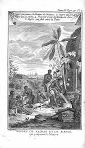 Le Manioc Racine D Afrique Histoire Globale