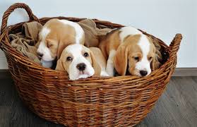 Image result for bígl