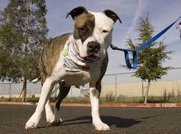 53,310,294 likes · 74,898 talking about this. Pitbull Dog Kills Family Poodle And Attacks Owner After Bursting Into London Home The Independent The Independent