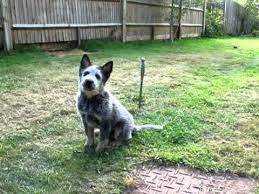 Maybe you would like to learn more about one of these? 11 Week Old Cattle Dog Clicker Training Youtube
