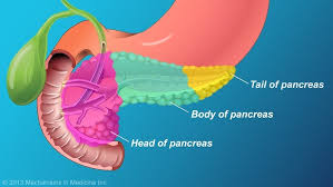 Image result for pancreas)