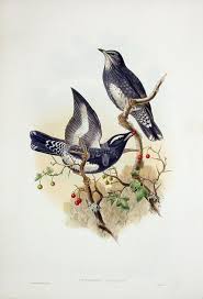 John Gould Birds Of Great Britain 1862 1873 Resim