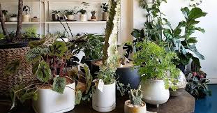 Ranging from 24 to 36 inches (60 to 91 cm) high or larger foliage: Seven Places To Buy Great Indoor Plants In Vancouver Curated