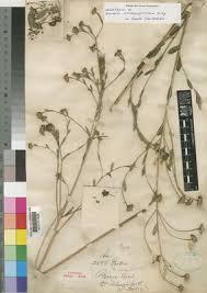 Image result for Gnidia microcephala