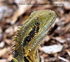Australian Rainforest Kevin Dickinson Fine Art Photography Reptiles Pet Lizard Rainforest