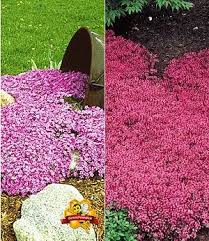 Mein Schoner Garten Bodendecker Set Thymian 9 Pflanzen In 2020 Bodendecker Bodendecker Gegen Unkraut Pflanzen