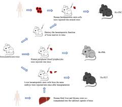 The bodmer laboratory has a panel of more than 120 colorectal cancer cell lines, probably one of the despite the shortcomings of animal models, they remain a prerequisite step for target validation and toxicity studies of in vitro validated compounds. Application Of Animal Models In Cancer Research Progress Cmar