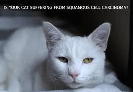 Their dense fur shields their skin from uv rays and acts like a permanent sunscreen, which means however, cats can still get skin cancer. Is Your Cat Suffering From Skin Cancer