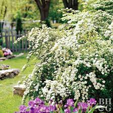 Spireas Will Fill Your Landscape With 3 Seasons Of Color Flowering Shrubs Garden Shrubs Spirea