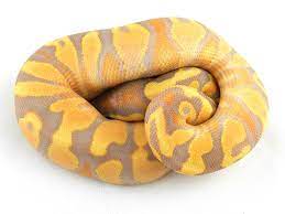 Super Orange Dream Yellow Belly Banana Morph List World Of Ball Pythons Ball Python Orange Dream Snake Lovers