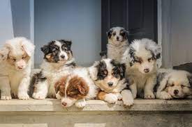 If you are thinking of adopting a basset hound, you are not alone. Animal Welfare Faq Iowa Department Of Agriculture And Land Stewardship