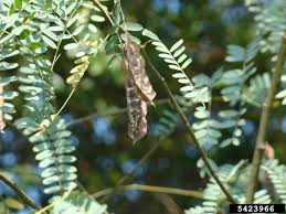 Image result for Sesbania brevipedunculata
