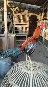 Ayam ini sangat bagus untuk dijadikan ayam petarung. Peternak Ayam Bk Kec Kandangan Kediri 2021