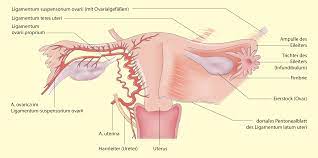 Ligamentum teres uteri'ye ligamenti besleyen bir arter, arteria ligamenti teretis uteri eşlik eder. Gynakologie Springerlink