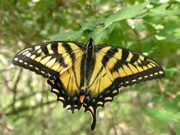 Black And Yellow Striped Caterpillar With White Hair Butterfly Canadian Tiger Swallowtail Bright Yellow With Broad Black Stripes With Some Distinct Orange And Blue Spots Swallowtail Butterfly Trees To Plant