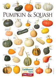 pin by ingridkea on veggie garden squash varieties