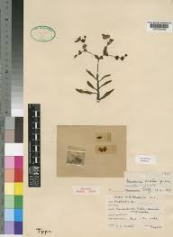 Image result for Monadenium hirsutum