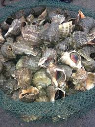 Kết quả hình ảnh cho ốc biển